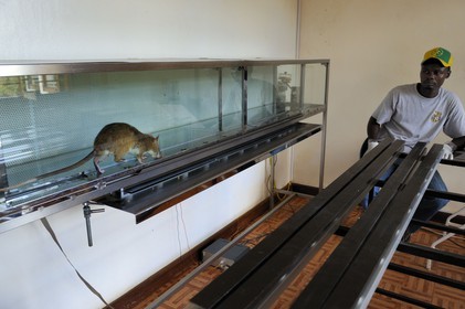 Tanzania, university of Morogoro, the Apopo detection rat technology for mines, trainig for using Sniffer Rats to Detect TNT or Tuberculosis