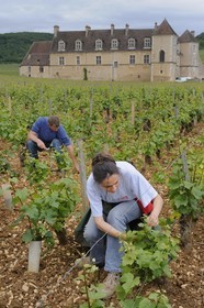 France, Côte-d'Or (21), le Château du Clos-de-Vougeot (vignoble des Côtes de Nuit), entretien de la vigne