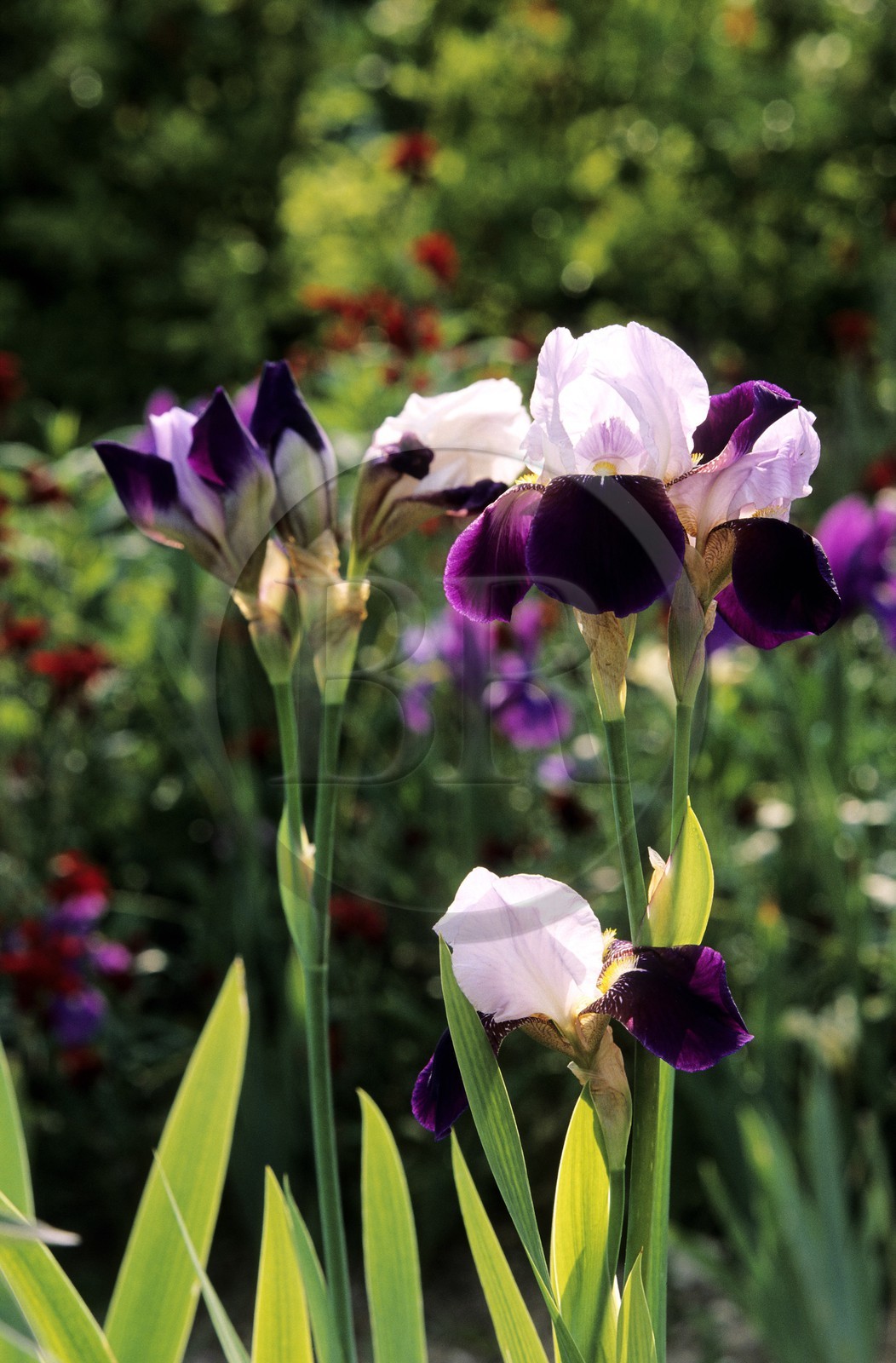 France, Eure, Giverny, Claude Monet Foundation garden, iris
