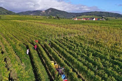 France, Haut-Rhin (68), Route des vins d'Alsace, Ribeauvill