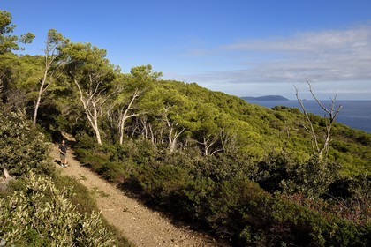 France, Var (83), Iles d'Hyères, parc national de Port Cros, Ile de Porquerolles, la côte Sud-Est sauvage vers la crique de la Galère, l'Ile de Port Cros en arrière plan
