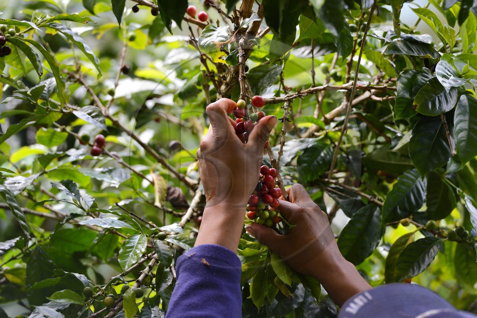 Panama, province de Chiriqui, Boquete, plantation de café Finca Lerida, cueillette des grains de café de la variété catui