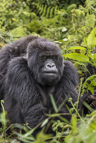 Rwanda, Province du Nord, Parc National des Volcans dans la chaine des Monts Virunga, mont Karisimbi, gorille des montagnes (Gorilla beringei beringei) du groupe Susa