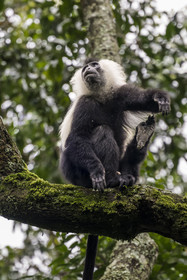 Rwanda, Province de l’Ouest, Gisakura, Parc national de Nyungwe, Colobe de Ruwenzori (Colobus angolensis ruwenzorii) pendant un safari à pied dans la forêt tropicale humide naturelle