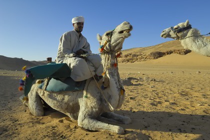 Egypt, Upper Egypt, Nubia, Nile Valley, Aswan, dromedaries on the sand dunes of the left bank