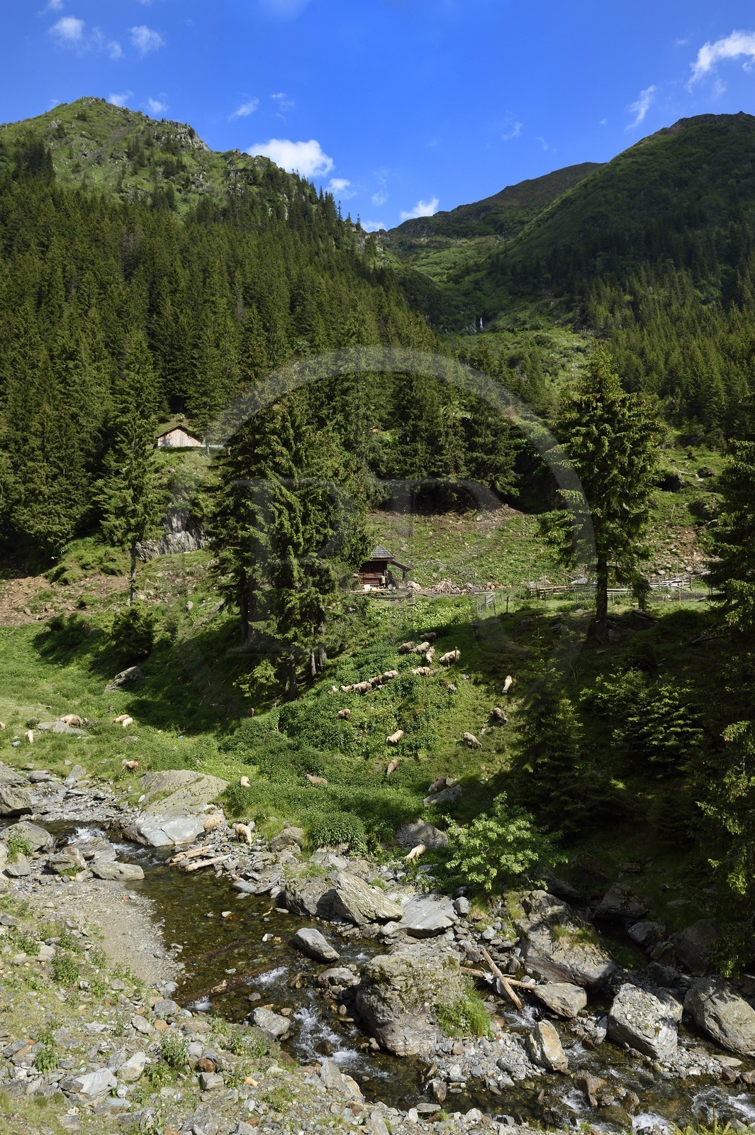 Roumanie, Valachie, Muntenie, Comté de Arges, les monts Fagaras le long de la Route Transfagarasan dans les Carpates du Sud Roumanie, Valachie, Muntenie, Comté de Arges, les monts Fagaras le long de la Route Transfagarasan dans les Carpates du Sud