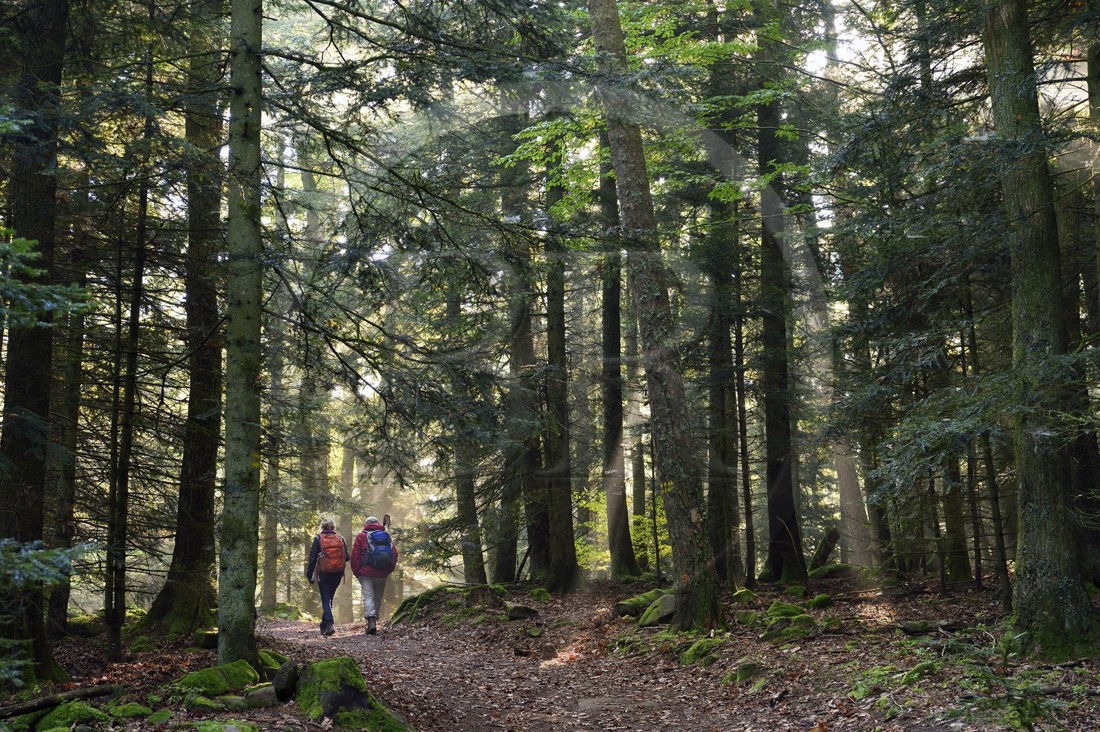 France, Bas-Rhin (67), Mont Saint-Odile, randonnée des chemins des Chateaux-forts d'Alsace vers le chateau du Landsberg