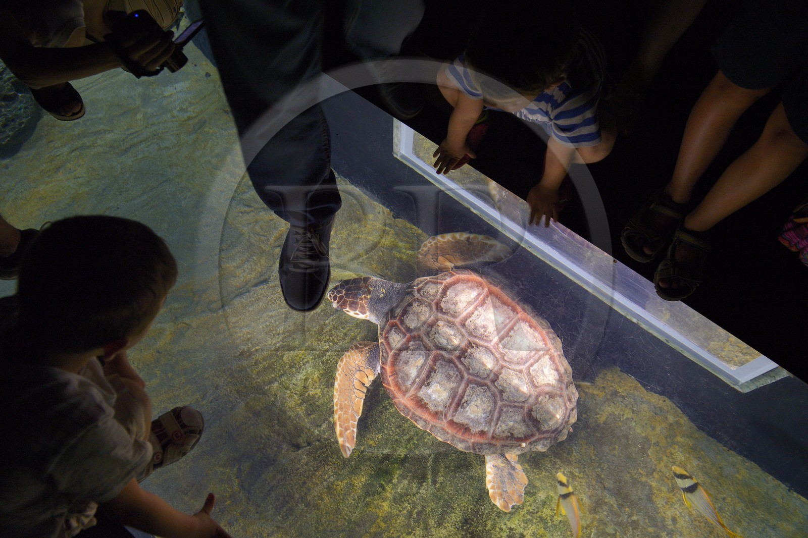 Portugal, Lisbonne, Parque das Nações (Parc des nations) construit pour l'exposition universelle de 1998, Oceanário (Oceanarium), enfant observant une tortue de mer