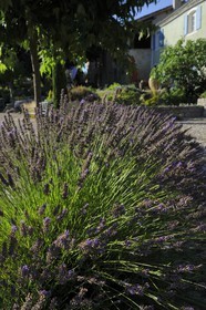 France, Var, Provence Verte (Green Provence), Bras village next to Saint Maximin, Le Peyrourier Bed & Breakfast, une campagne en Provence, lavender