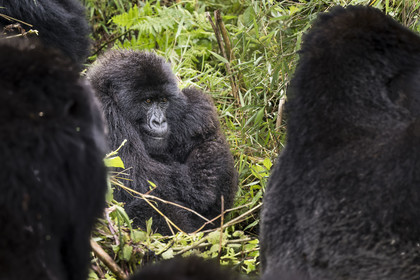 Rwanda, Province du Nord, Parc National des Volcans dans la chaine des Monts Virunga, mont Karisimbi, gorilles des montagnes (Gorilla beringei beringei) du groupe Susa
