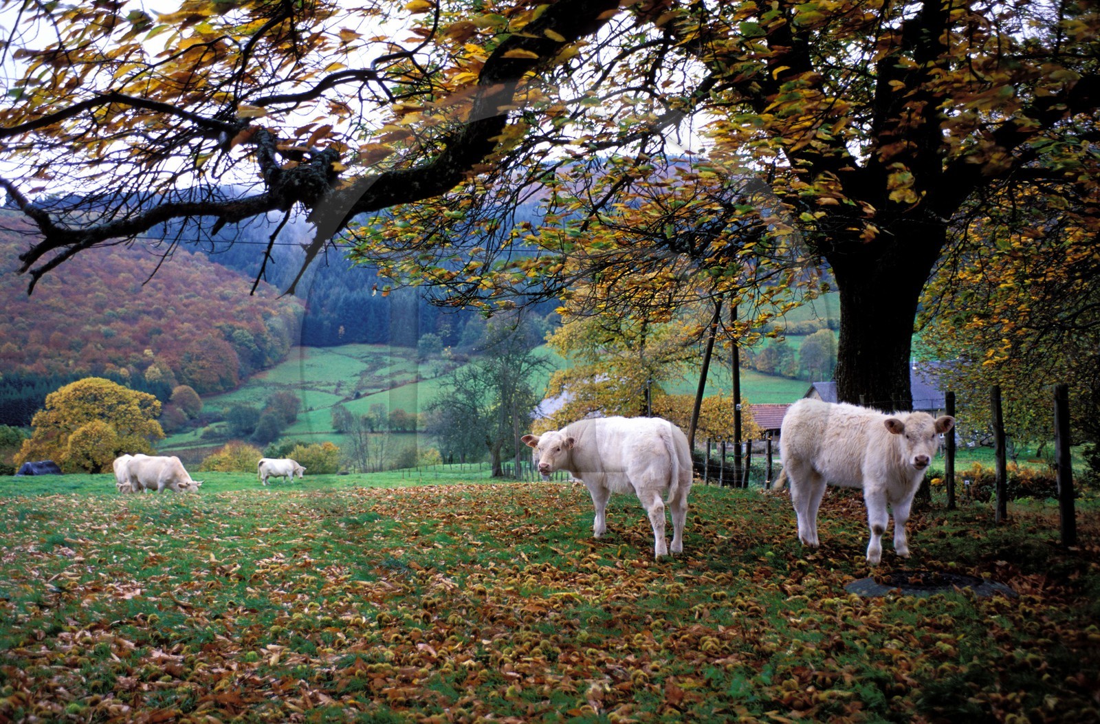 France, Nièvre (58), le Morvan, vaches charolaises dans un pré à l'automne