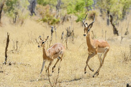 Zimbabwe, Matabeleland North Province, Hwange National Park, impala (Aepyceros melampus)