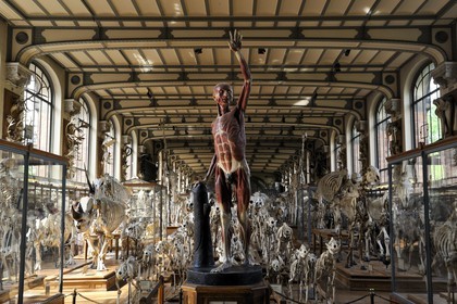 France, Paris (75), Jardin des Plantes, Museum National d'Histoire Naturelle, Galeries de Paléontologie et d'Anatomie comparée