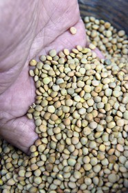 France, Cantal, Saint Flour, Serge RAMADIER, la Lentille Blonde (blonde lens) de Saint-Flour