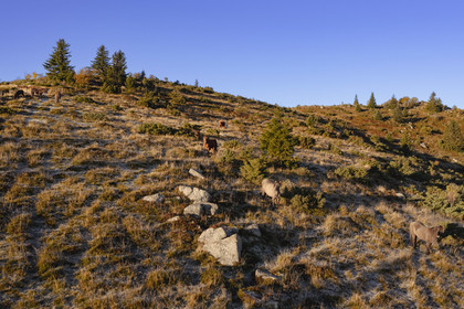 France, Haut Rhin, Wasserbourg, horses in the meadow in the Vosges massif on the Petit Ballon mountain (aerial view)