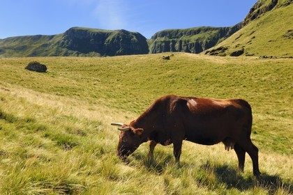 France, Cantal, France, Cantal, monts du Cantal, Parc Naturel Régional des Volcans d'Auvergne (regional nature park of Auvergne volcanoes), Puy-Mary, cow of salers breed and the Fours de Peyre Ass in the background