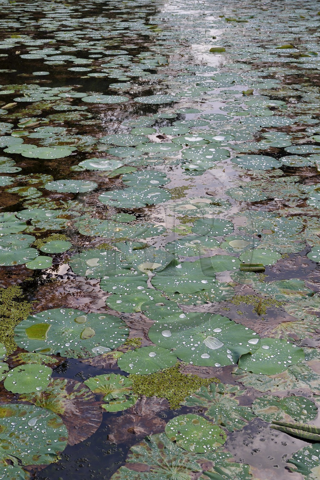 Sri Lanka, Central Province, Matale District, Sigiriya, water lilies in a pond