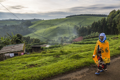 Rwanda, Province de l’Ouest, Gisuma, maison entourée par ses cultures vivrières et plantation de thé en arrière plan