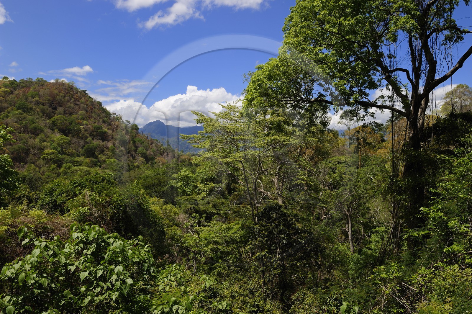 Tanzanie, région de Morogoro, forêt primaire dans les Monts Uluguru