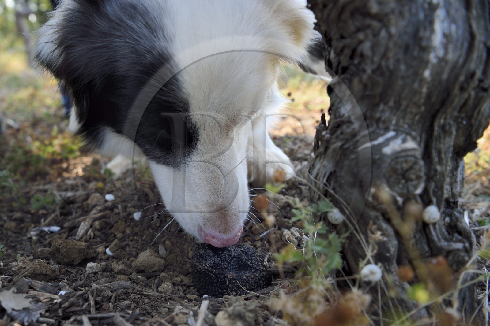 France, Var (83), Provence Verte, Bras, domaine de la maison d'hotes Le Peyrourier, la chienne truffière Fanny détecte une truffe