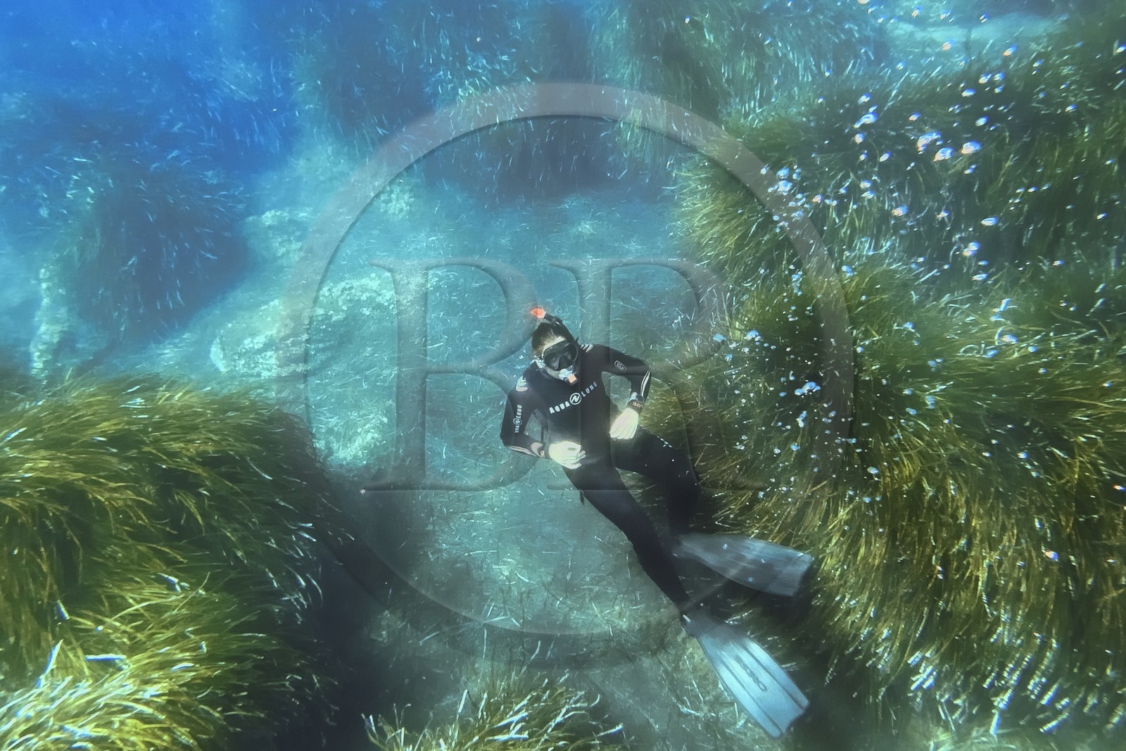 France, Var (83), Rayol-Canadel-sur-Mer, Domaine du Rayol, le jardin des Méditerranées, propriété du conservatoire du littoral mention obligatoire, le sentier marin, plongée en apnée dans l’herbier de posidonie