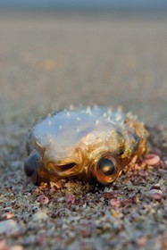 Sultanat d'Oman, gouvernorat de Ash Sharqiyah du Sud, Ras al Hadd, poisson mort sur la plage