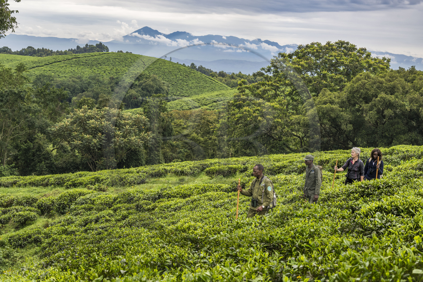 Rwanda, Province de l’Ouest, Gisakura, Parc national de Nyungwe, le garde de African Parks Claver Mtoyinkima guidant des touristes sur la piste des Colobes de Ruwenzori (Colobus angolensis ruwenzorii) pendant un safari à pied dans la forêt tropicale humide naturelle bordée par les plantations de thé, les montagnes de Kahuzi-Biega dans la République démocratique du Congo en arrière plan