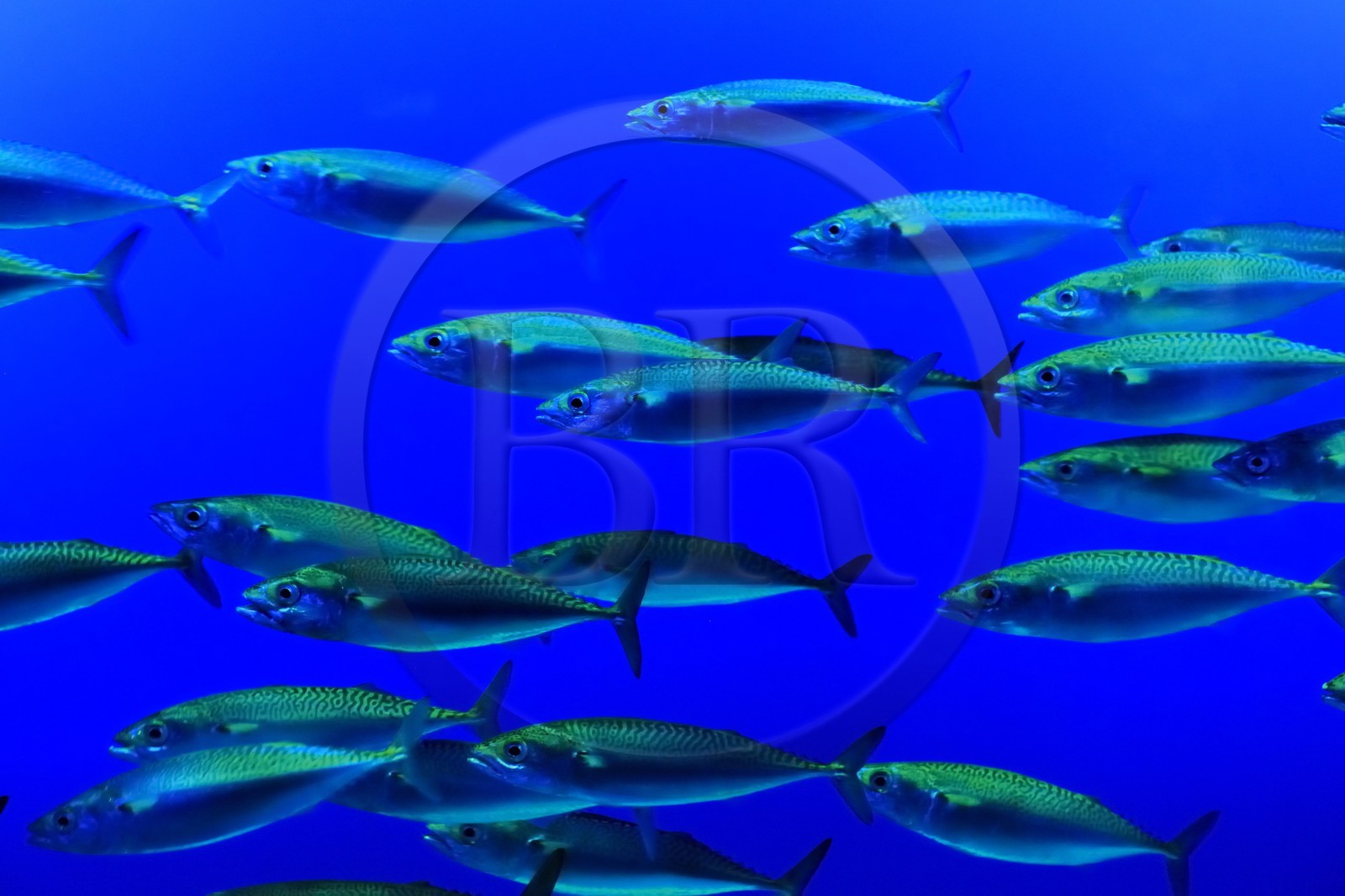 Etats-Unis, Californie, Monterey, le Monterey Bay Aquarium dans Cannery Row, macros du pacifique