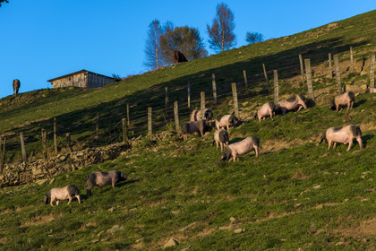 France, Pyrénées-Atlantiques (64), Pays-Basque, vallée des Aldudes, élevage en plein air Pierre Oteiza de porcs basques de race pie noir pour la production du jambon Kintoa AOC
