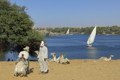 Egypt, Upper Egypt, Nubia, Nile Valley, Aswan, dromedaries on the sand dunes of the left bank
