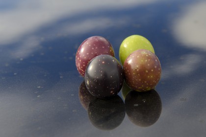 Spain, Andalusia, Jaén Province, olives