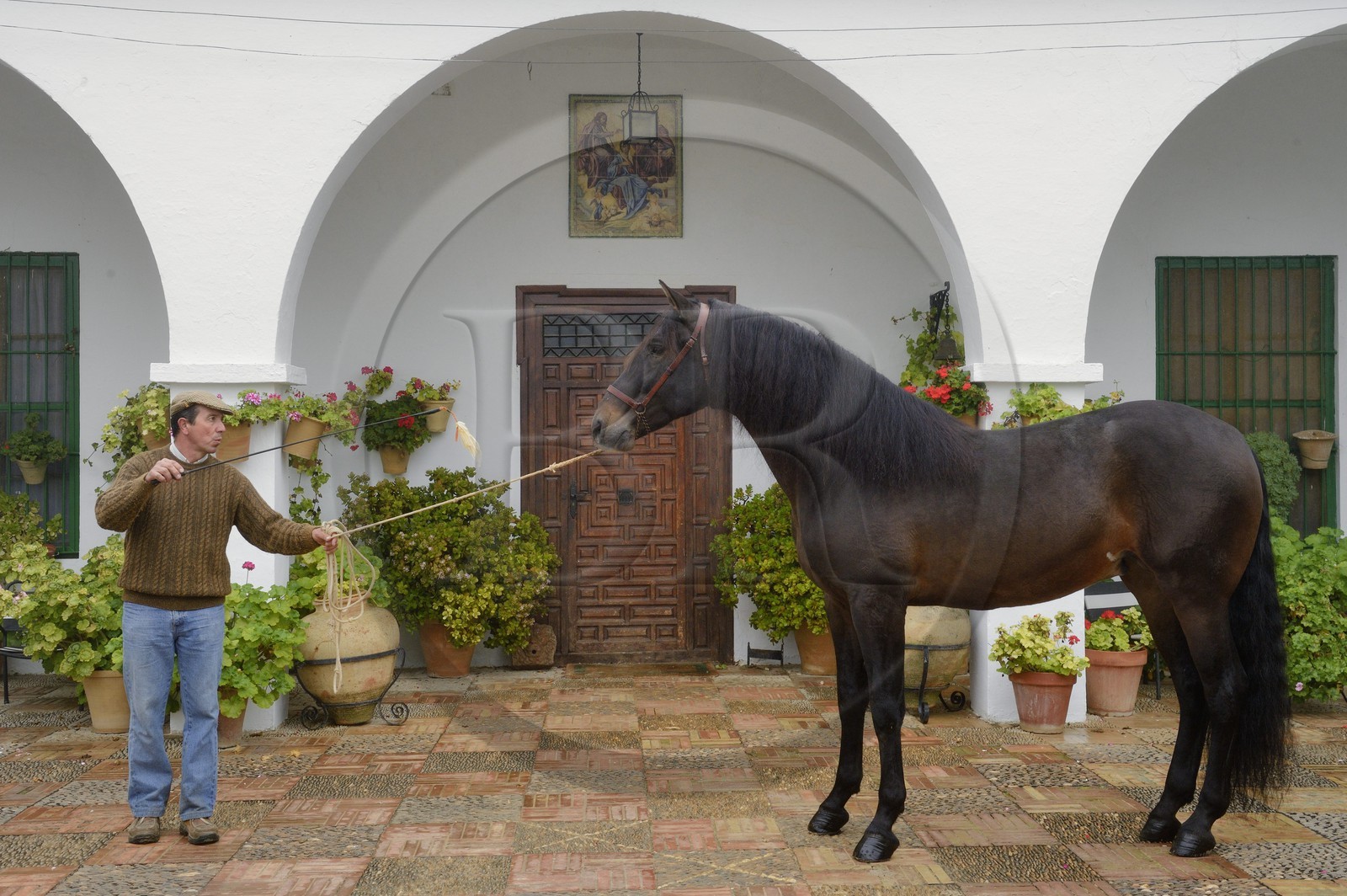 Espagne, Andalousie, province de Séville, Utrera, Finca El Pinganillo, le haras de la propriété, Pure race espagnole ou PRE (Pura Raza Espanola)