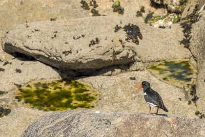 France, Finistère, Abers Country (Pays des Abers), Ile Vierge (Virgin Island) in the Lilia archipelago, oystercatcher (Haematopus ostralegus)