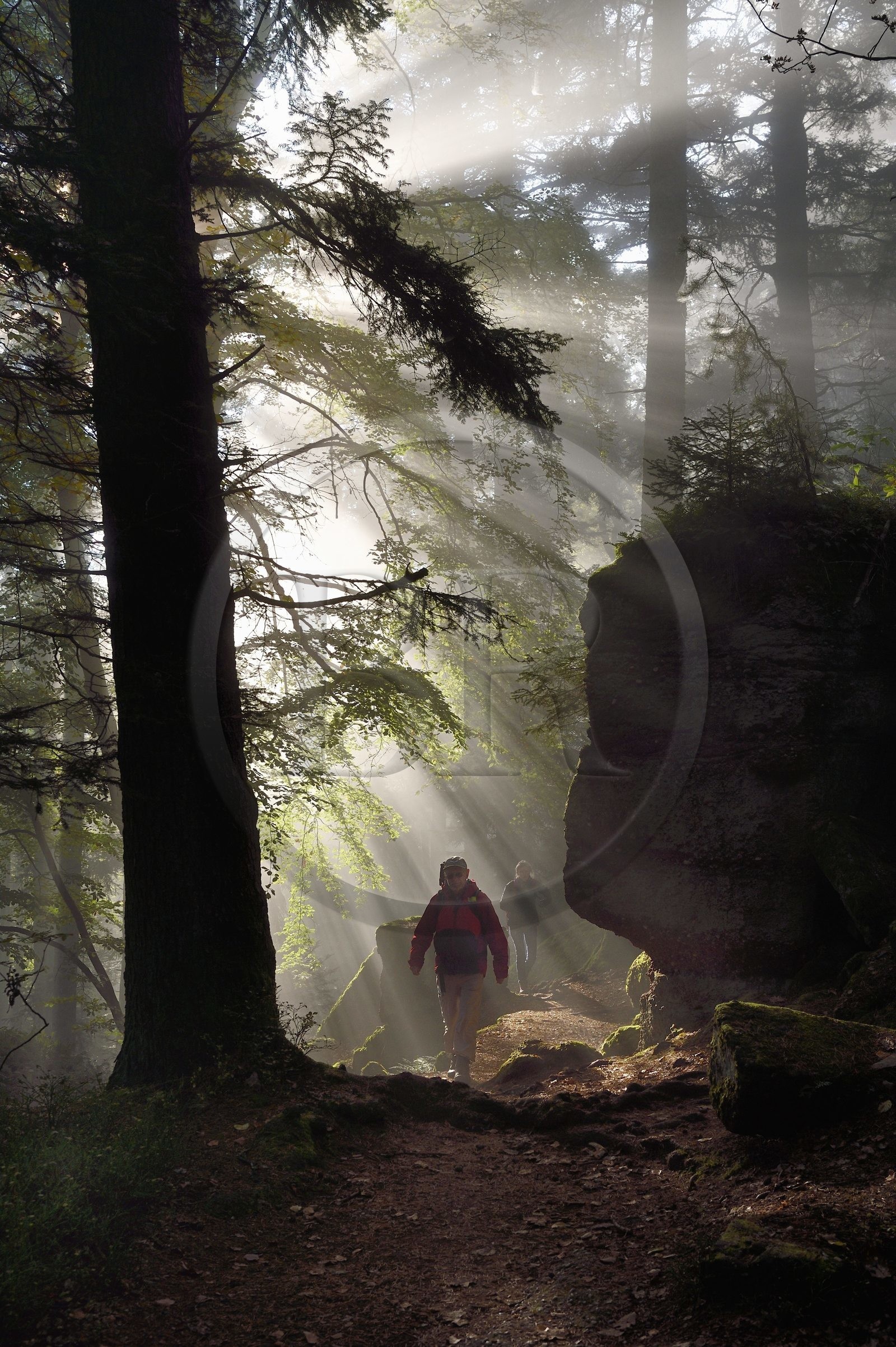 France, Bas-Rhin (67), Mont Saint-Odile, randonnée le long du Mur Païen, vestige d'un mur d'enceinte probablement de l'époque mérovingienne d'une longueur totale de onze kilomètres, lever de soleil dans la brume du petit matin
