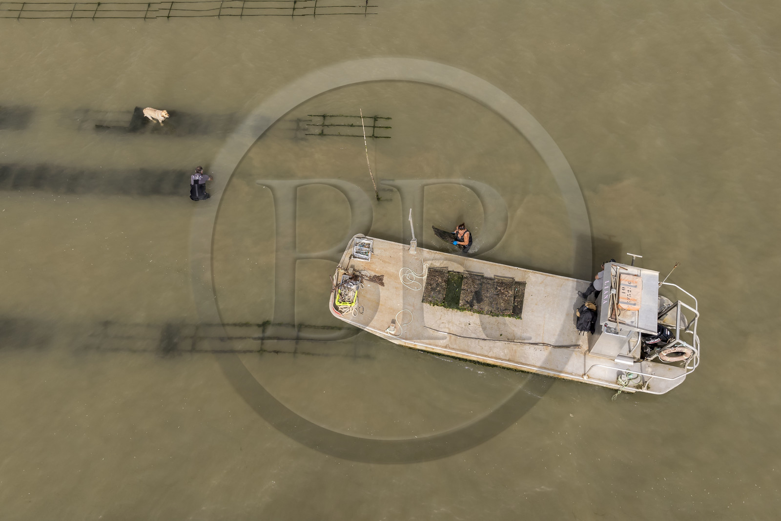 France, Charente Maritime, Oleron island, Dolus d’Oléron, the parks of the Marennes-Oléron basin in the Pertuis d'Antioche, Nadia Quillet and her husband Eric collect bags of crassostrea gigas in their oyster beds during the ebb tide (aerial view)