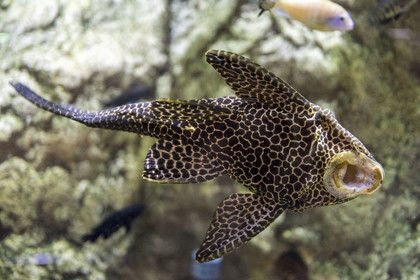 Espagne, Catalogne, Barcelone, Port Vell, l'aquarium, poisson-chat à bouche suceuse (Hypostomus plecostomus)
