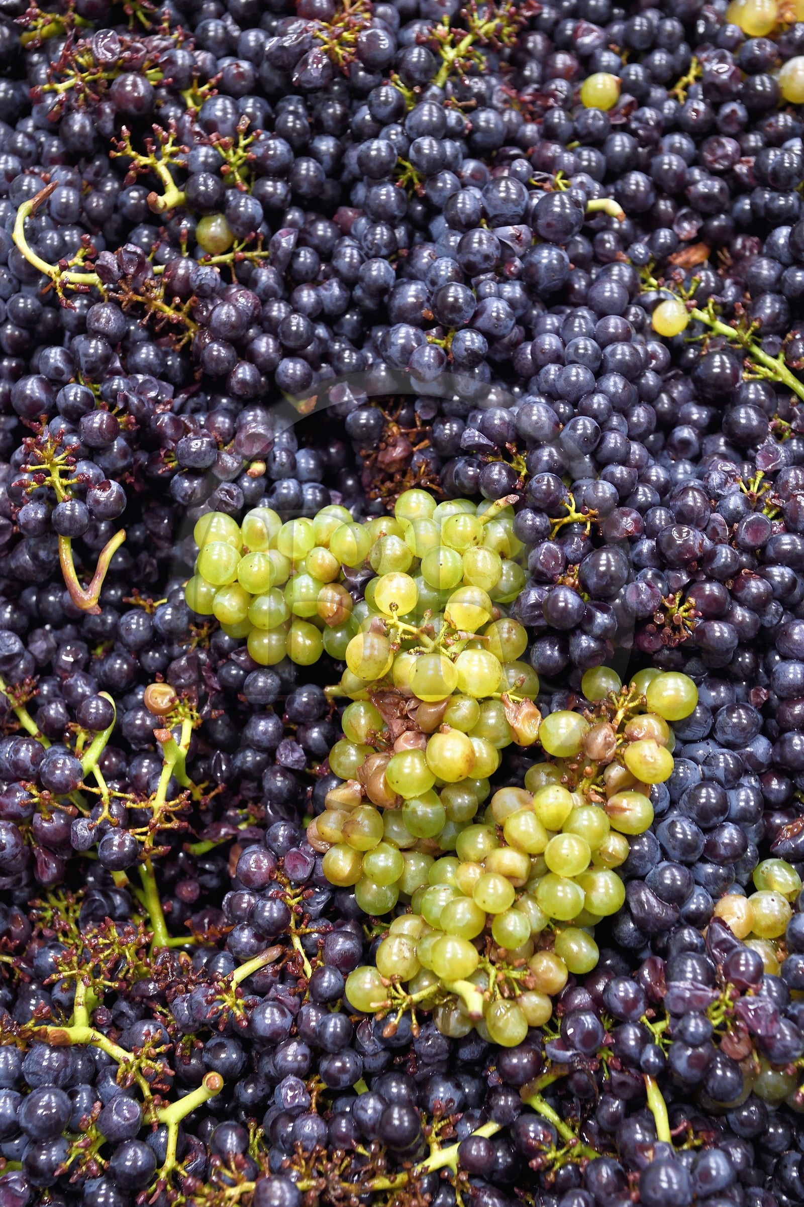 France, Haut-Rhin (68), Route des vins d'Alsace, Bergheim, Domaine viticole Marcel Deiss, fermentation du raisin dans une grande cuve