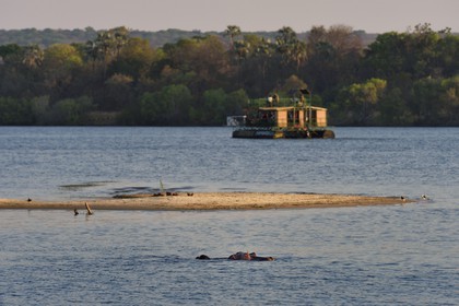 Zimbabwe, province de Matabeleland septentrional, Victoria Falls, le fleuve Zambèze en amont des chutes Victoria, hippopotame (Hippopotamus amphibius)