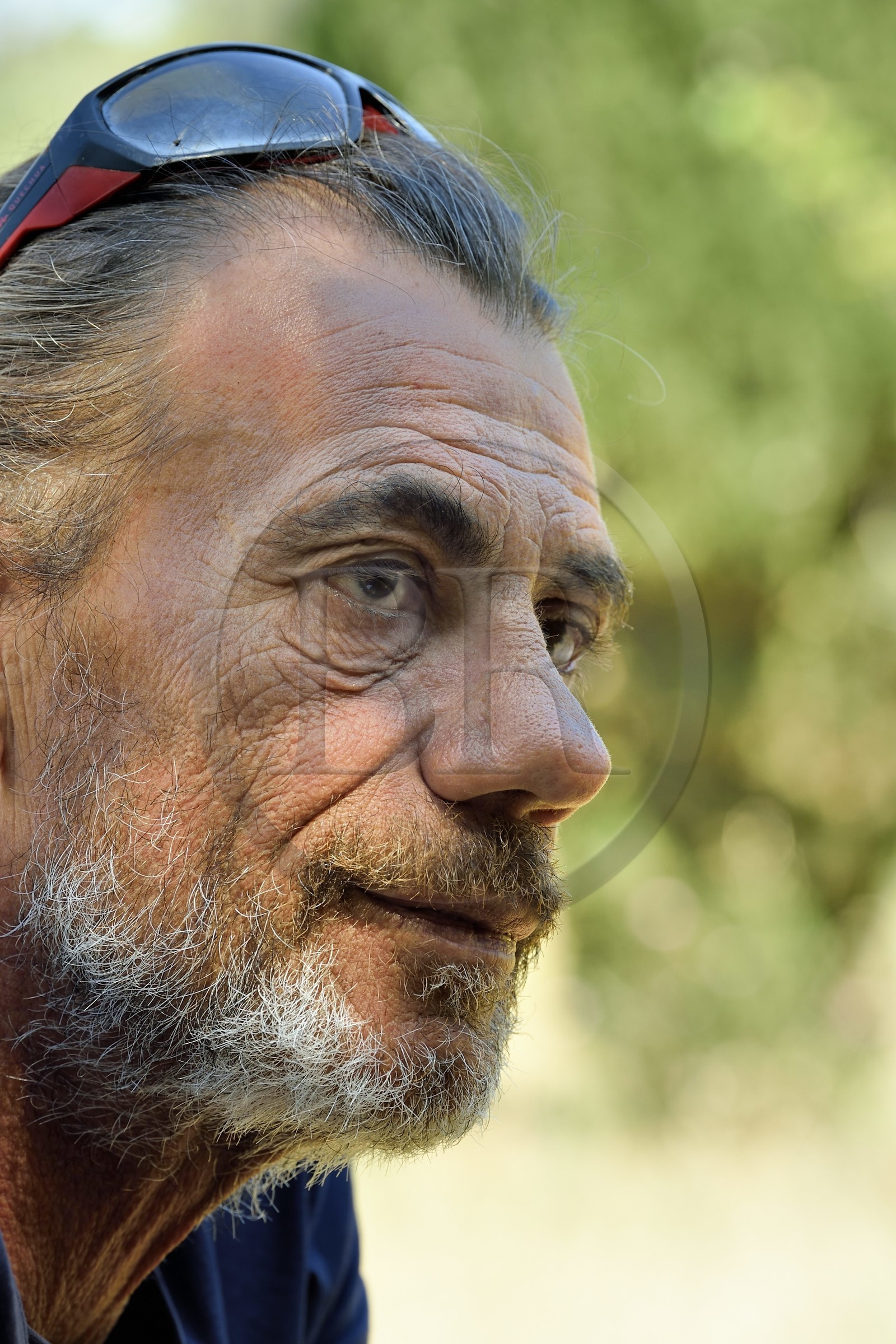 France, Var (83), Iles d'Hyères, parc national de Port Cros, Ile de Porquerolles, Conservatoire botanique national méditerranéen de Porquerolles, Bruno Dernazeau gère les vergers de collections d’oliviers