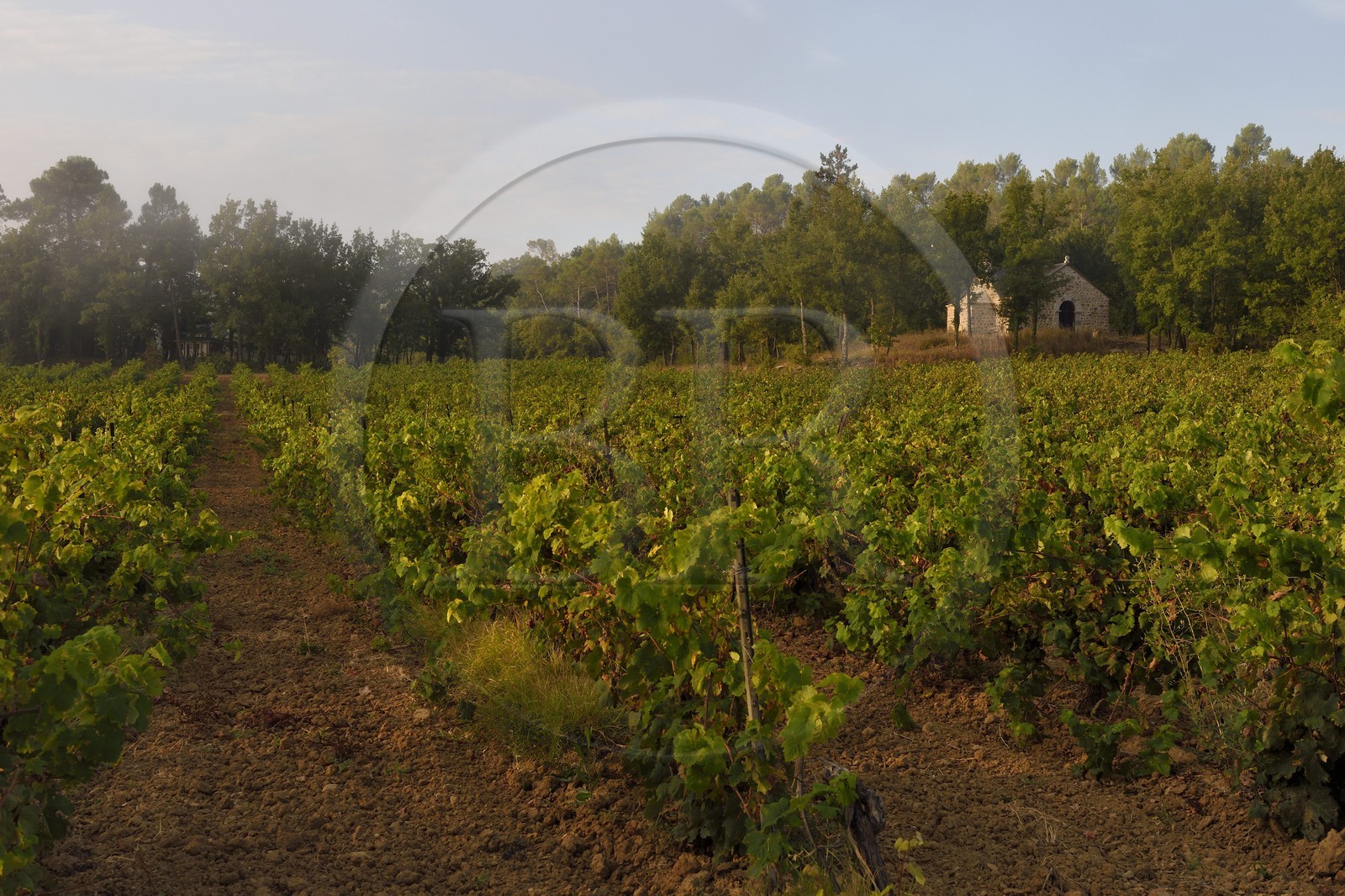 France, Var (83), Provence Verte, Bras, vers Saint-Maximin-la-Sainte-Baume, la maison d'hotes Le Peyrourier - une campagne en Provence France, Var (83), Provence Verte, Bras, vers Saint-Maximin-la-Sainte-Baume, la maison d'hotes Le Peyrourier - une campagne en Provence