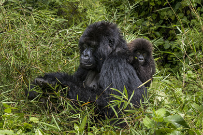 Rwanda, Province du Nord, Parc National des Volcans dans la chaine des Monts Virunga, mont Karisimbi, gorilles des montagnes (Gorilla beringei beringei) du groupe Susa, mère avec son petit de 6 mois