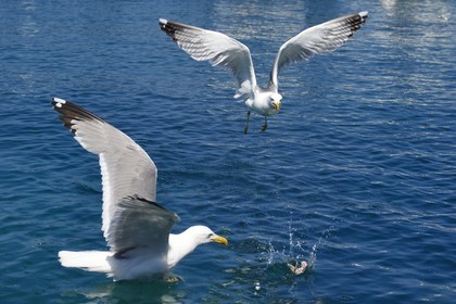 France, Var (83), Iles d'Hyères, Parc national de Port Cros, Ile du Levant, domaine naturiste d'Héliopolis, goélands