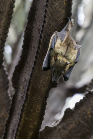 Rwanda, Province de l’Ouest, Karongi (anciennement nommée Kibuye), lac Kivu, Ile Napoléon ou Tembabagoyi, Roussette paillée africaine ou Roussette des palmiers africaine ou Roussette jaune (Eidolon helvum) dans un Euphorbe candélabre