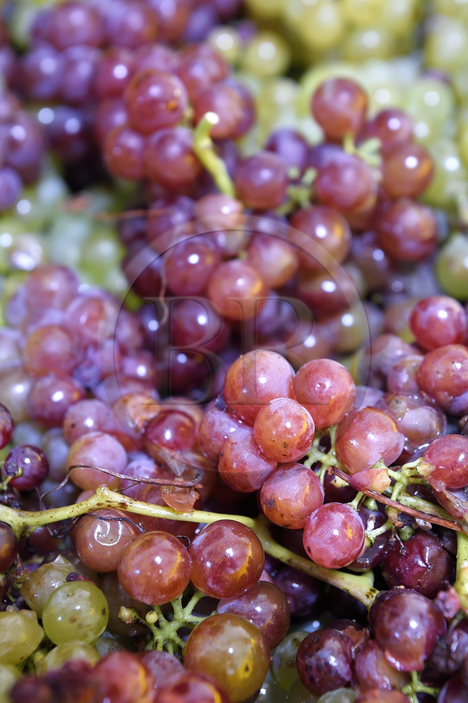 France, Haut Rhin, the Alsace Wine Route, Bergheim, Wine estate Marcel Deiss, fermentation of the grapes in a large tank
