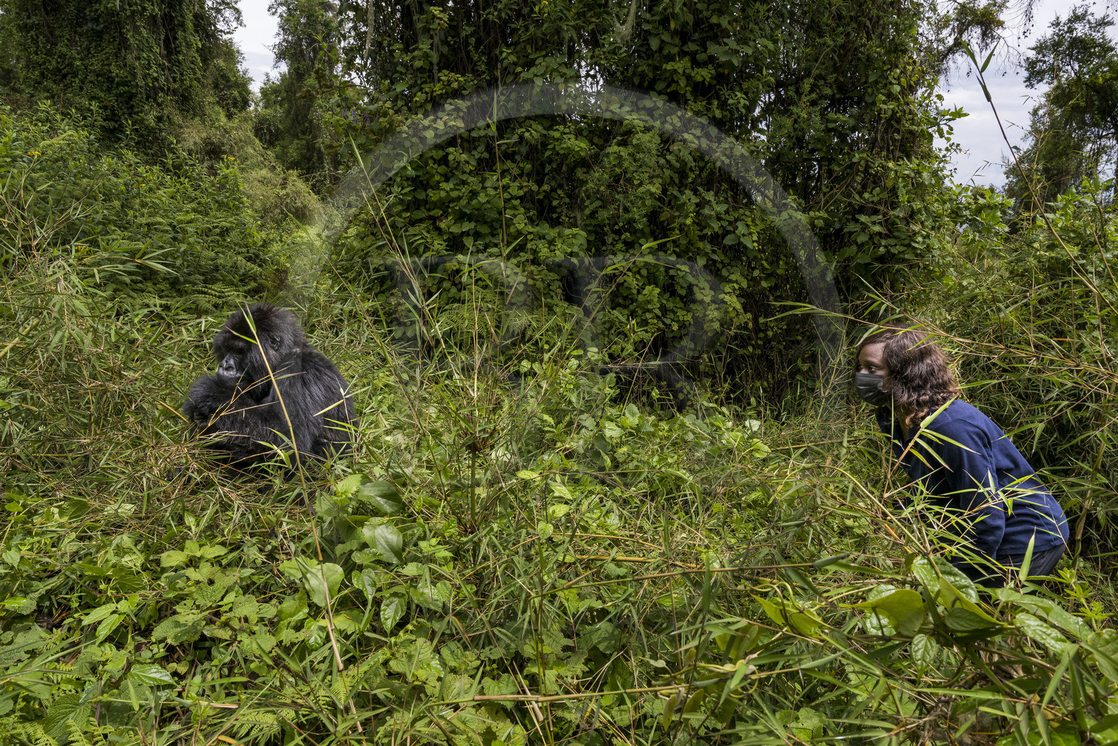 Rwanda, Province du Nord, Parc National des Volcans dans la chaine des Monts Virunga, mont Karisimbi, touriste observant un gorille des montagnes  (Gorilla beringei beringei) du groupe Susa