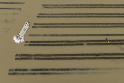 France, Charente Maritime, Oleron island, Dolus d’Oléron, maintenance of the oyster beds in the Marennes-Oléron basin in the Pertuis d'Antioche at low tide (aerial view)