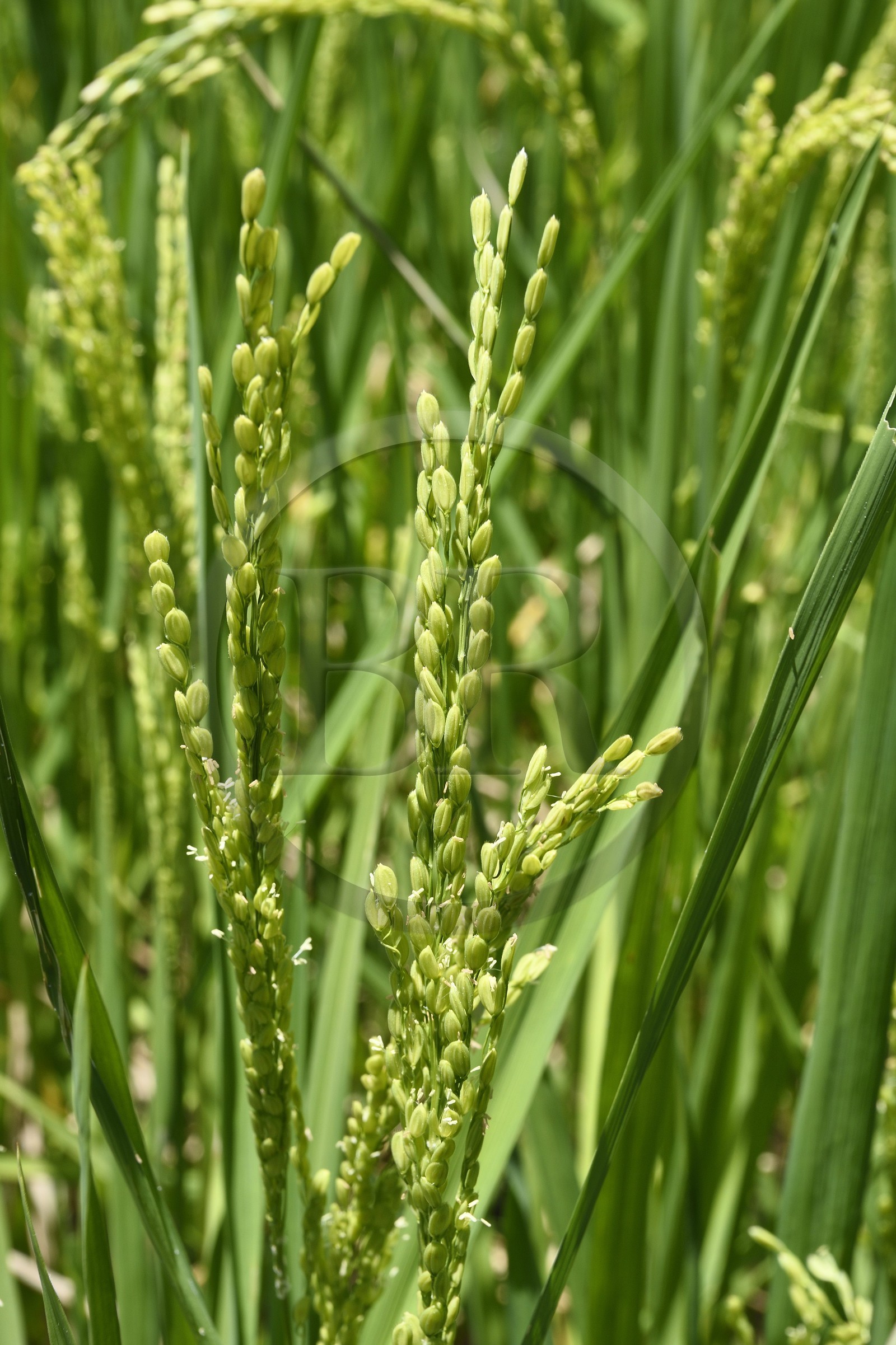 Philippines, province d'Ifugao, les rizières en terrasses de Banaue autour du village de Batad, classées Patrimoine Mondial de l'UNESCO, plant de riz