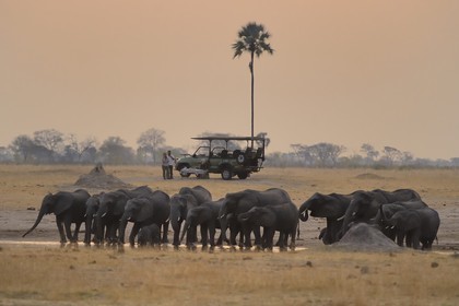 Zimbabwe, Matabeleland North Province, Hwange National Park, tourists in a four-wheel-drive watching a herd of african elephants (Loxodonta africana) around a pond in the savannah at dusk
