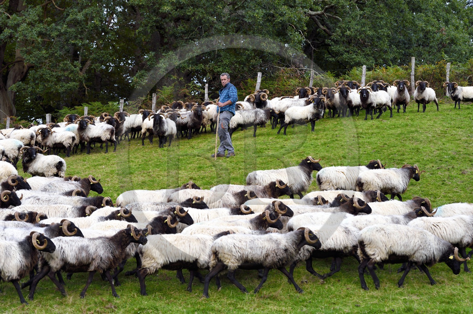 France, Pyrénées-Atlantiques (64), Pays-Basque, vallée des Aldudes, Urepel, l'éleveur de brebis manech tête noire Jean-Bernard Etchebarren