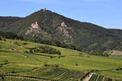 France, Haut-Rhin (68), Route des vins d'Alsace, vignoble de Hunawihr et les trois chateaux de Ribeauvillé en arrière plan